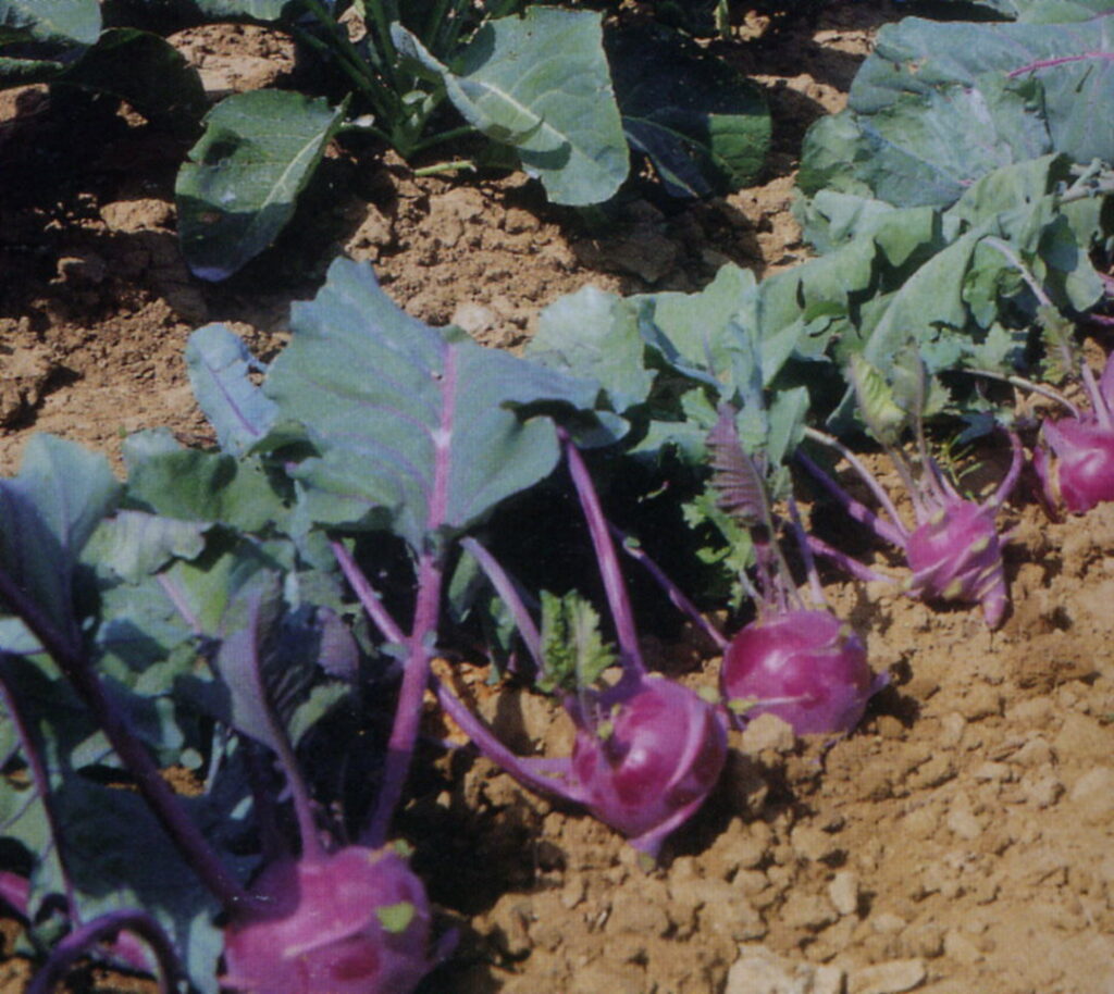 Kohl Rabi Purple - Mammoth Onion