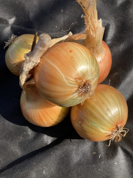 Golden Bear Onion Plants - Mammoth Onion