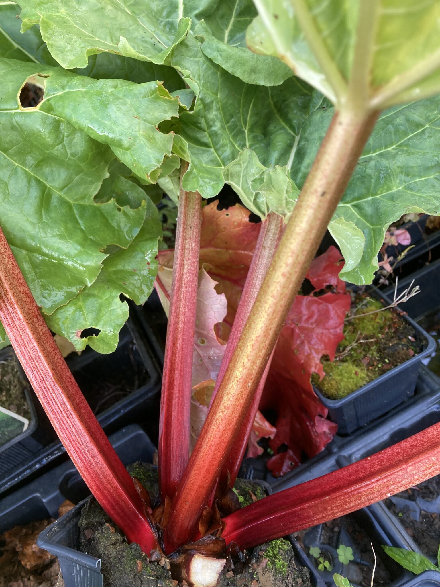 Rhubarb Victoria GROWN FROM SEED - Mammoth Onion